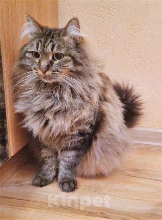 Кошки в Москве: Роскошная сибирская кошка Мурка в добрые руки Девочка, 1 руб. - фото 2