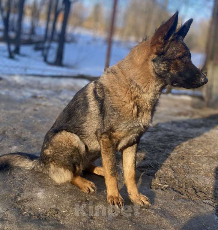 Собаки в Звенигороде: Подрощенная зонарная сука Девочка, Бесплатно - фото 3