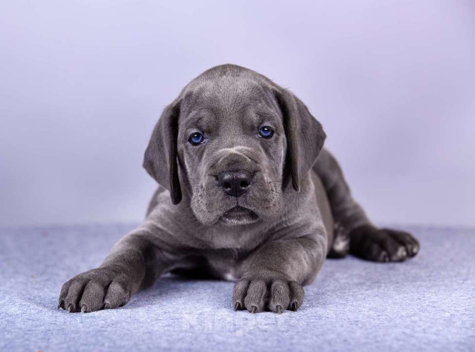 Собаки в Нижнем Новгороде: Немецкий Дог Чемпион Моего Сердца (Оранжевая лента) Девочка, 100 000 руб. - фото 4