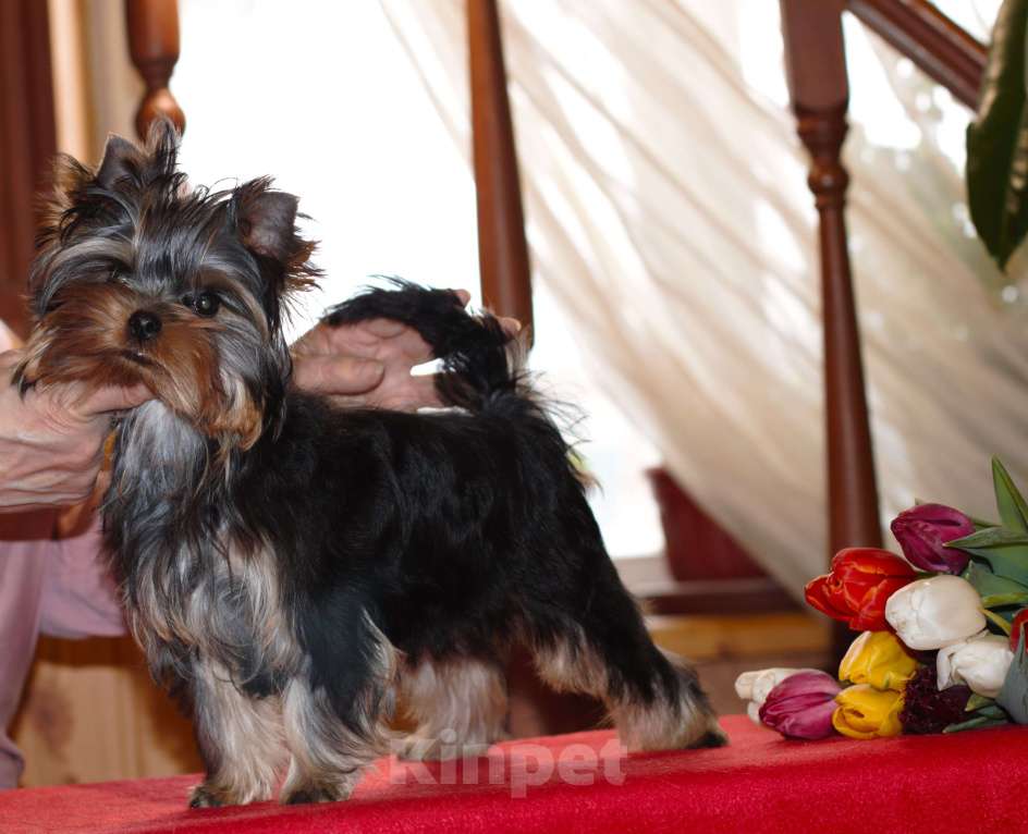 Собаки в Пушкино: Малышок - крепышок Мальчик, Бесплатно - фото 2