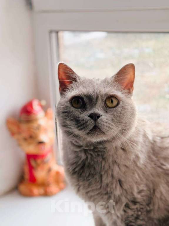 Кошки в Балашихе: Маркиз Мальчик, Бесплатно - фото 5