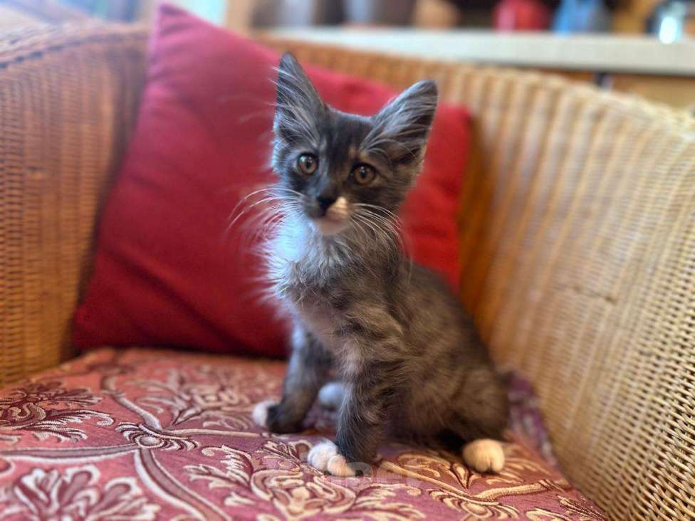 Кошки в Москве: Котенок Граф - в добрые руки. Мальчик, Бесплатно - фото 4