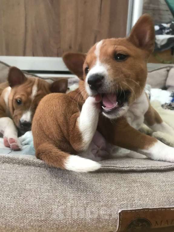 Собаки в Санкт-Петербурге: Щенки басенджи Мальчик, 75 000 руб. - фото 2