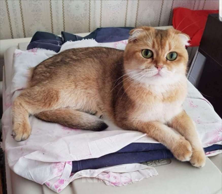 Кошки в Москве: Отдам за котенка Девочка, 100 руб. - фото 1