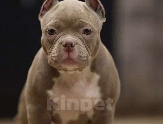 Собаки в других городах Краснодарского края: Щенок американский булли Мальчик, 180 000 руб. - фото 2