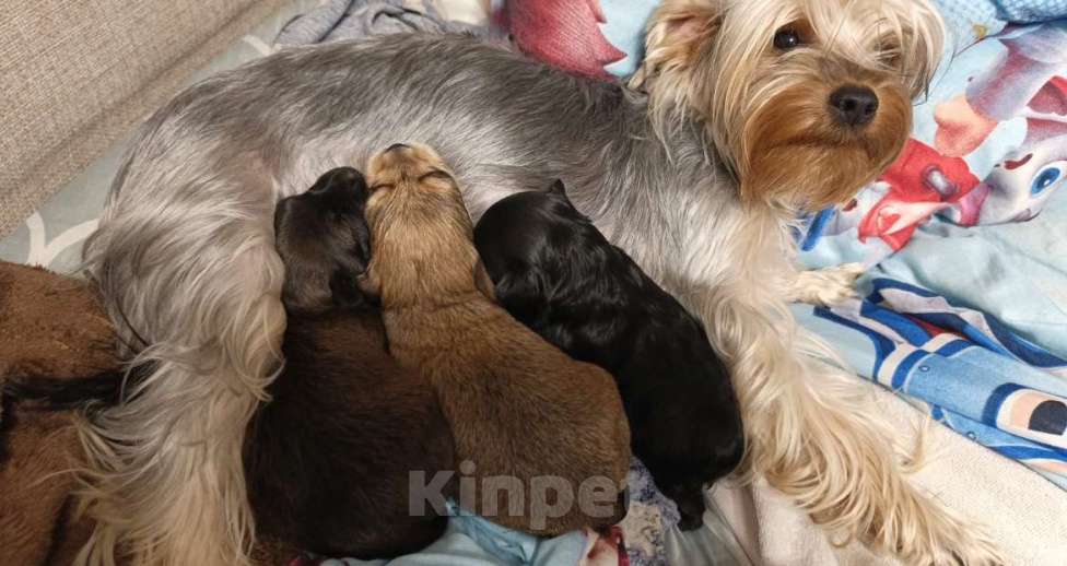 Собаки в Химках: лилу Девочка, 35 000 руб. - фото 3