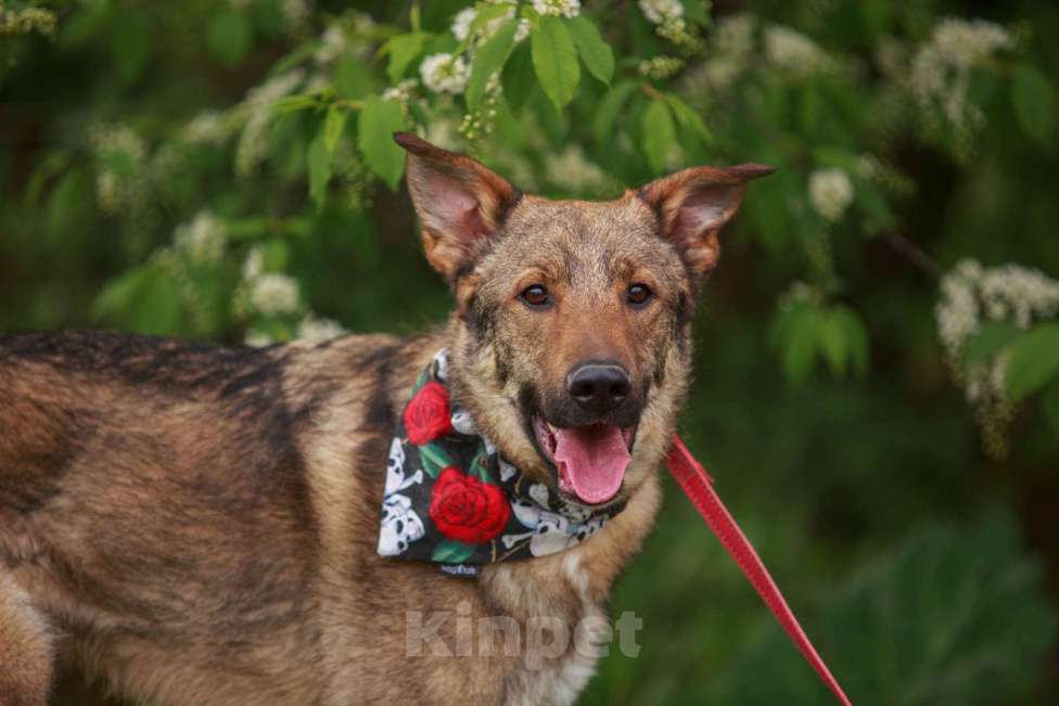 Собаки в Мытищах: Валентин - воплощение любви и преданности Мальчик, 10 руб. - фото 4