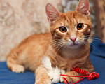 Кошки в Москве: Рыжий котенок-подросток Лео в добрые руки Мальчик, Бесплатно - фото 1