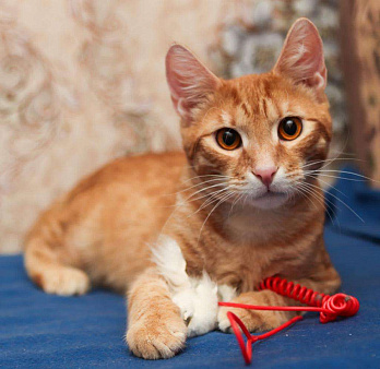 Объявление: Рыжий котенок-подросток Лео в добрые руки, Бесплатно, Москва
