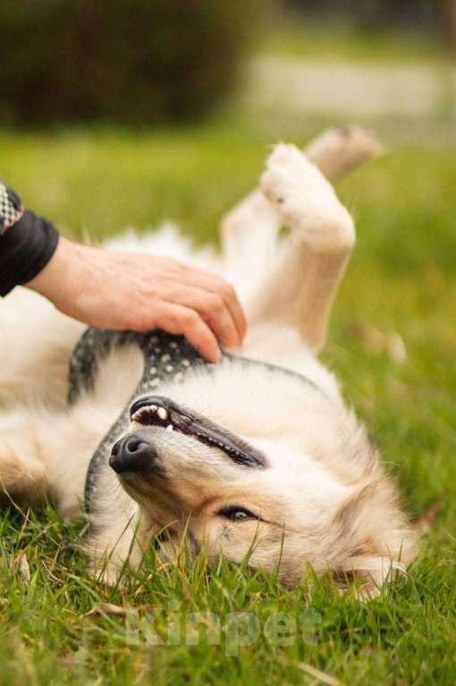 Собаки в Москве: Белкин 2,5 года ищет дом. Мальчик, Бесплатно - фото 7