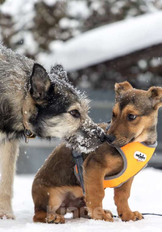 Собаки в Химках: Бруно ищет дом Мальчик, Бесплатно - фото 5