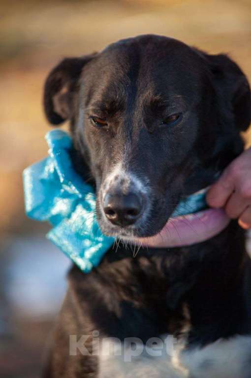 Собаки в Клине: Белла Девочка, Бесплатно - фото 4