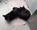 Кошки в Москве: Два братика,два котика.черные. Мальчик, 1 руб. - фото 7