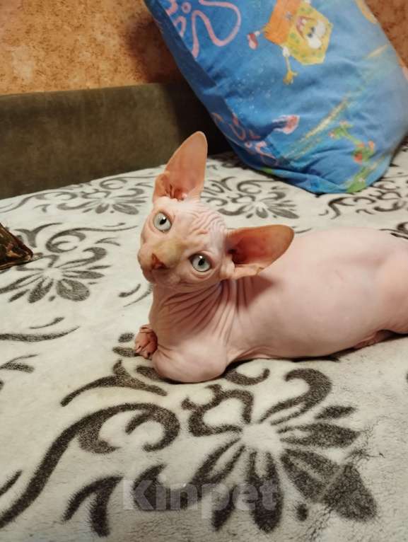 Кошки в Тутаеве: Мальчик бамбино Мальчик, 20 000 руб. - фото 1