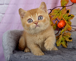Кошки в Санкт-Петербурге: Британский солнечный котенок Мальчик, 40 000 руб. - фото 5