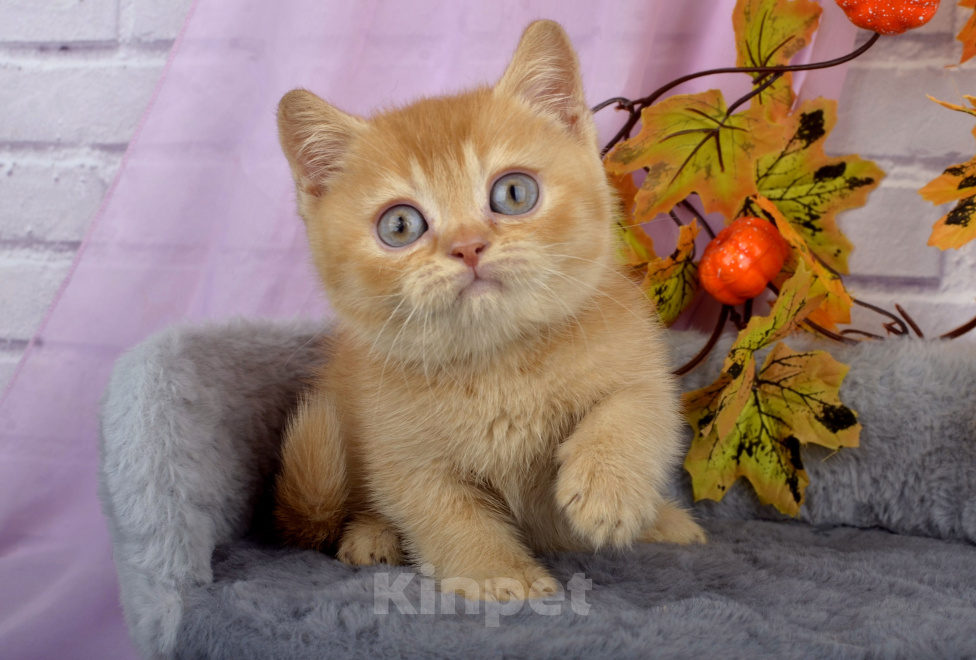 Кошки в Санкт-Петербурге: Британский солнечный котенок Мальчик, 40 000 руб. - фото 5