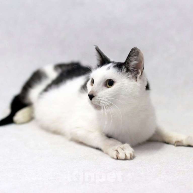 Кошки в Москве: Кошечка Алиса ищет дом! Девочка, Бесплатно - фото 2