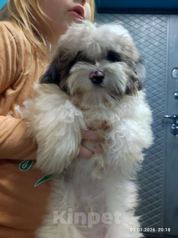 Собаки в Краснодаре: Голубой с белым Мальчик, 30 000 руб. - фото 6