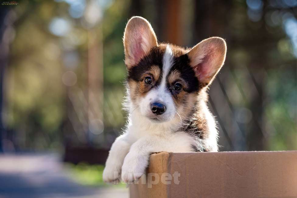 Собаки в Рыбинске: Продаю щенка вельш корги пемброк Мальчик, Бесплатно - фото 5