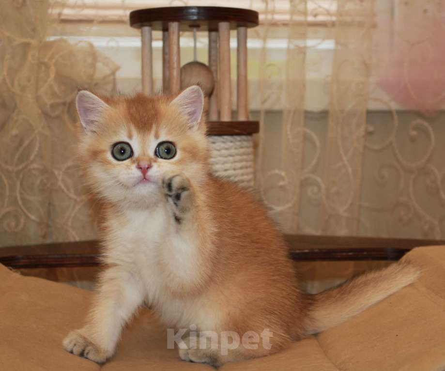Кошки в Сочи: Шотландская прямоухая Девочка, 40 000 руб. - фото 2