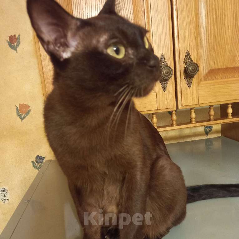 Кошки в Санкт-Петербурге: Бурманская девочка. Девочка, 5 000 руб. - фото 5
