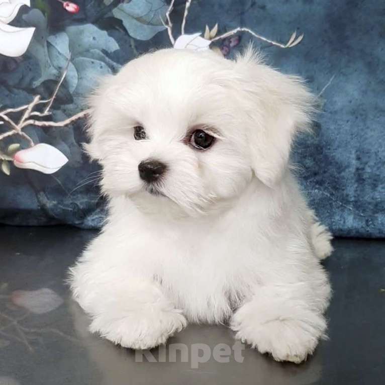 Собаки в Зеленограде: Мальтезе мальчики Мальчик, 50 000 руб. - фото 2