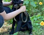 Собаки в Пушкино: Метис лабрадора мальчик  Мальчик, Бесплатно - фото 3
