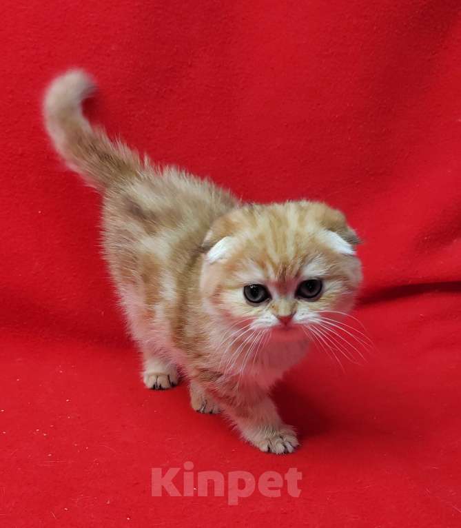 Кошки в Москве: Золотая мраморная малышка Девочка, 45 000 руб. - фото 2