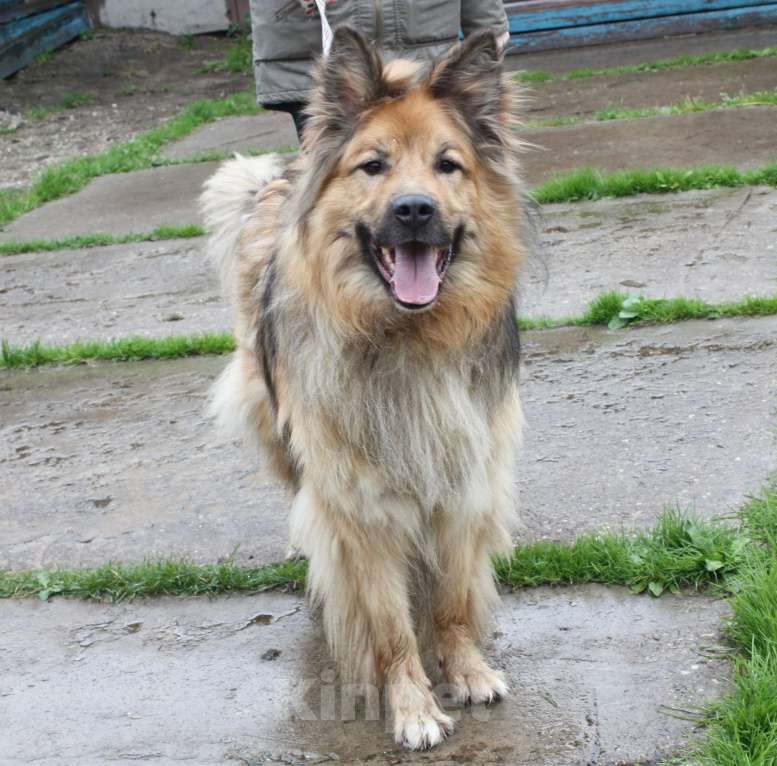 Собаки в Москве: Мишка в поисках дома и своей семьи Мальчик, Бесплатно - фото 10