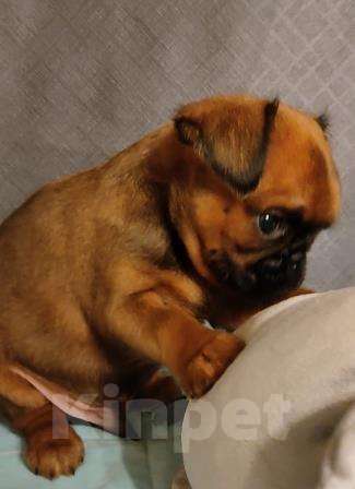 Собаки в Москве: брабансон малыш рыженький Мальчик, 45 000 руб. - фото 5