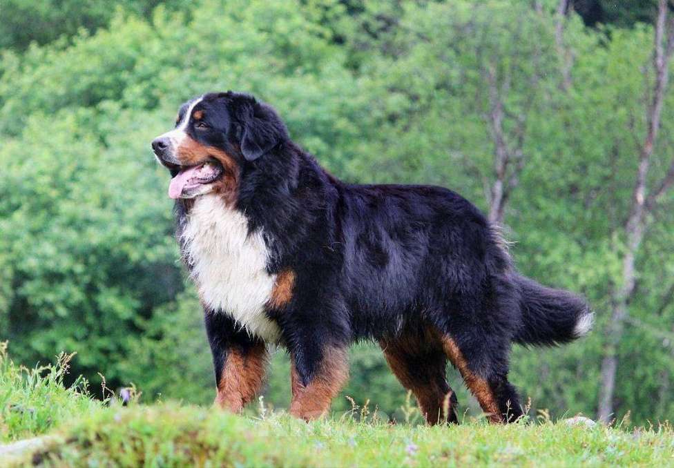 Собаки в Москве: Щенок Бернского Зенненхунда Мальчик, Бесплатно - фото 8