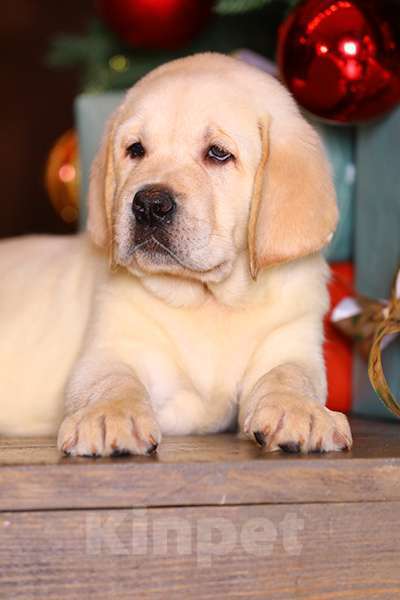 Собаки в Барнауле: продаю щенков лабрадора-ретривера Мальчик, 50 000 руб. - фото 3