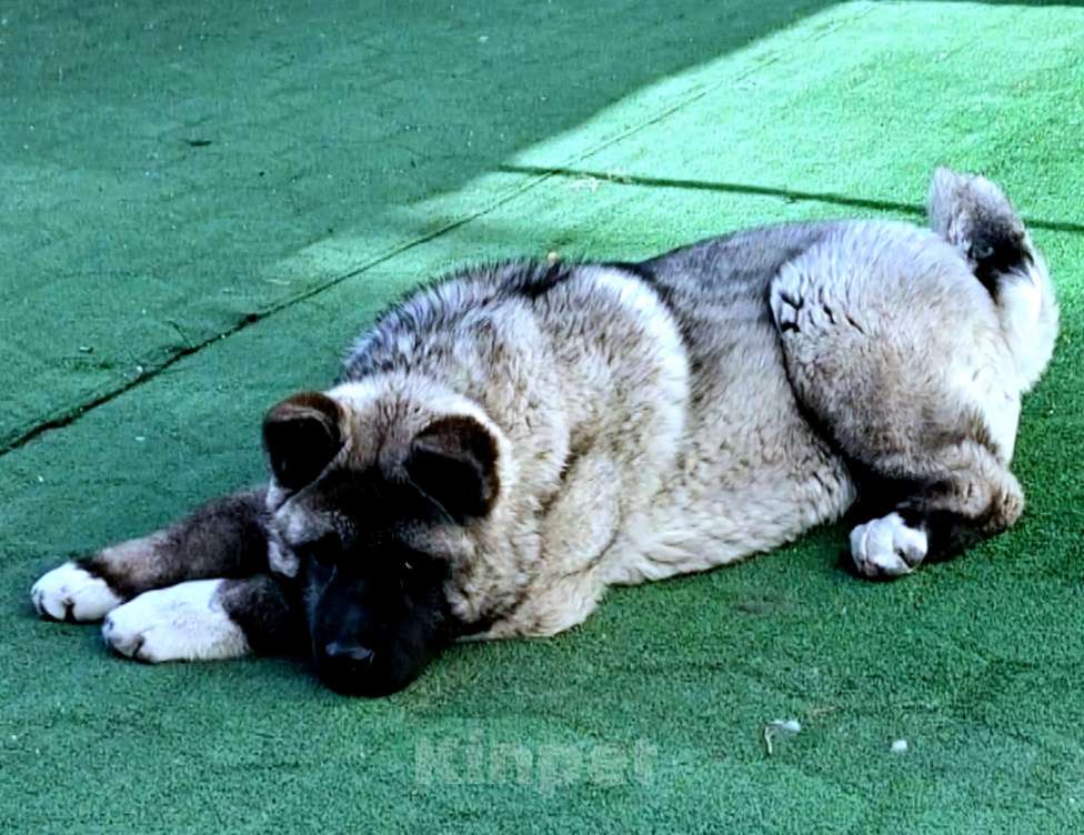 Собаки в Магнитогорске: Продажа щенки Мальчик, 50 000 руб. - фото 8