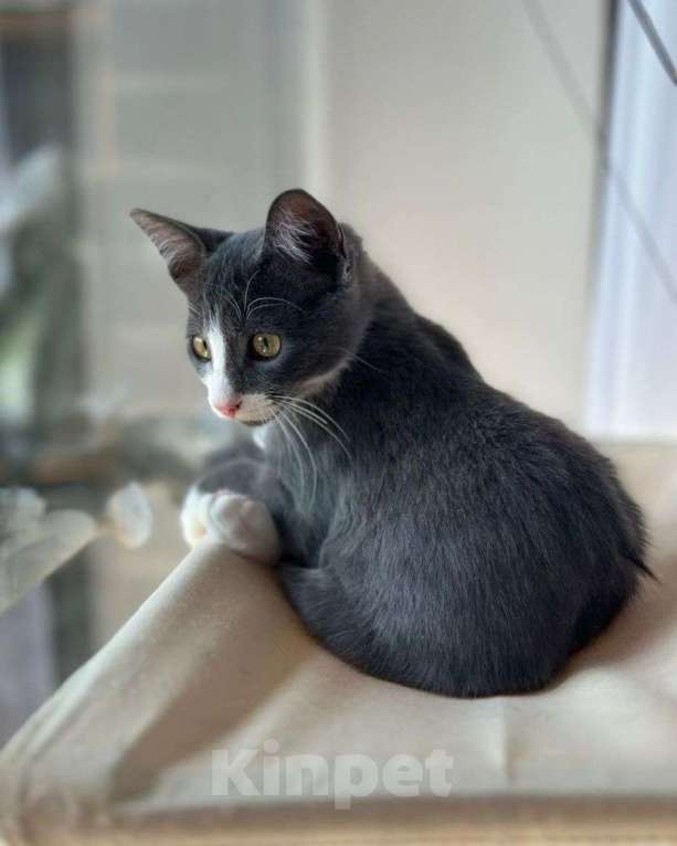 Кошки в Москве: Котенок Гриша ищет свою семью! Мальчик, Бесплатно - фото 1