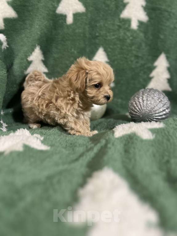 Собаки в Москве: Микро мальчик мальтипу f1, будет крошечный, очень красивый, игривый, аккуратный! Мальчик, 150 000 руб. - фото 2