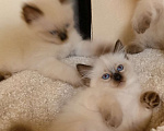 Кошки в Санкт-Петербурге: Котята Невская маскарадная Мальчик, 10 000 руб. - фото 1