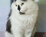Кошки в Москве: Классный, спокойный и разумный кот Сильвер Мальчик, Бесплатно - фото 3