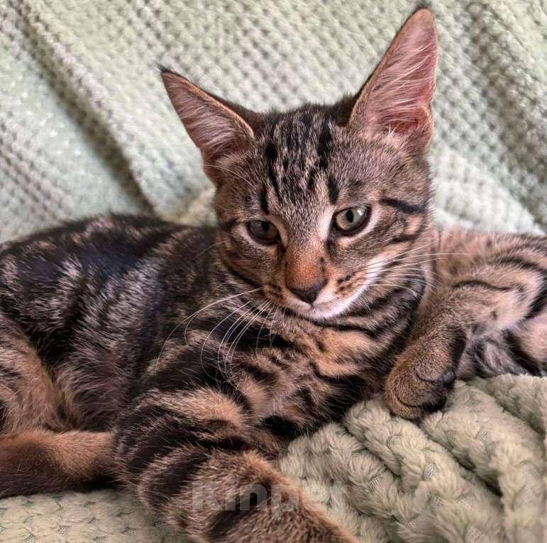 Кошки в Москве: Чип, заколдованный котенок. Несмотря на все старания, его в упор не замечают Мальчик, Бесплатно - фото 3