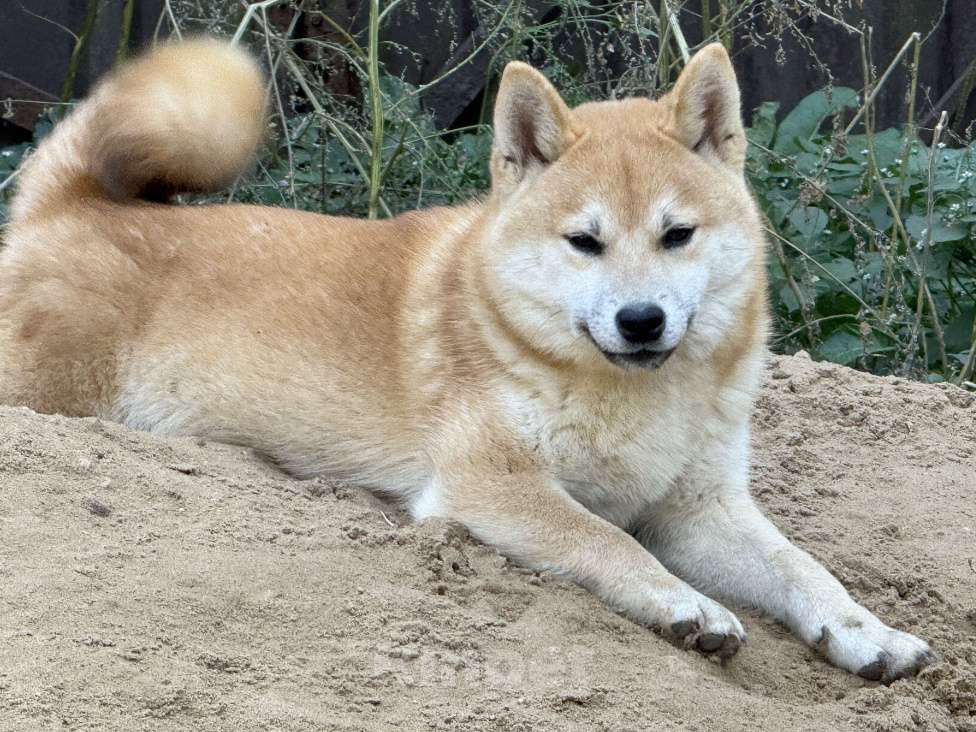 Собаки в Балашихе: Мальчик сиба Мальчик, 40 000 руб. - фото 3