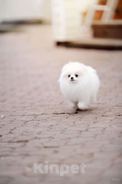 Собаки в Видном: Померанский шпиц Мальчик, 50 000 руб. - фото 1