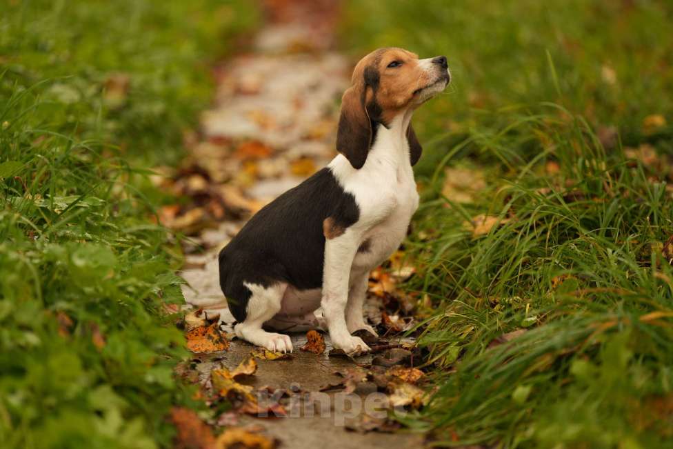 Собаки в других городах Московской области: Щенки Эстонцы РКФ Мальчик, 25 000 руб. - фото 2