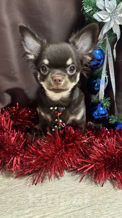Собаки в Челябинске: Щенки Чихуахуа  Мальчик, Бесплатно - фото 2