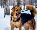 Собаки в Москве: Ваш самый верный друг, молодой пес Хьюго в добрые руки Мальчик, 10 руб. - фото 4