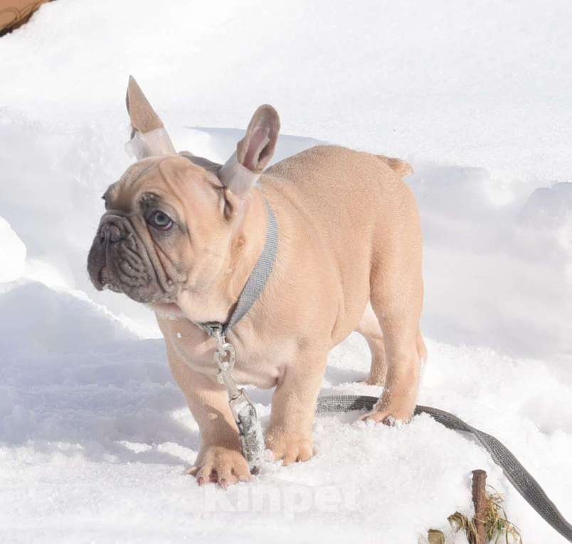 Собаки в Москве: Мальчишка палевоголубой Мальчик, 40 000 руб. - фото 7