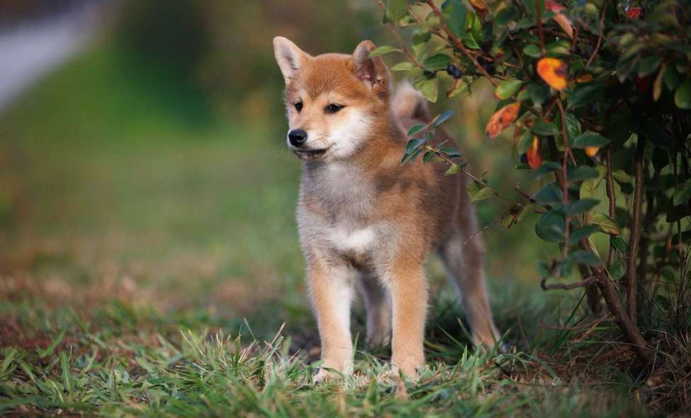 Собаки в Москве: Сиба ину мальчик очень ласковый  Мальчик, 60 000 руб. - фото 4
