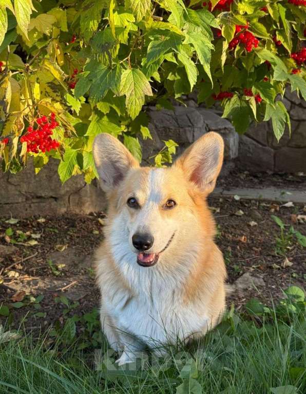 Собаки в Иркутске: Потерялся Корги по кличке Гарик. Мальчик, Бесплатно - фото 2