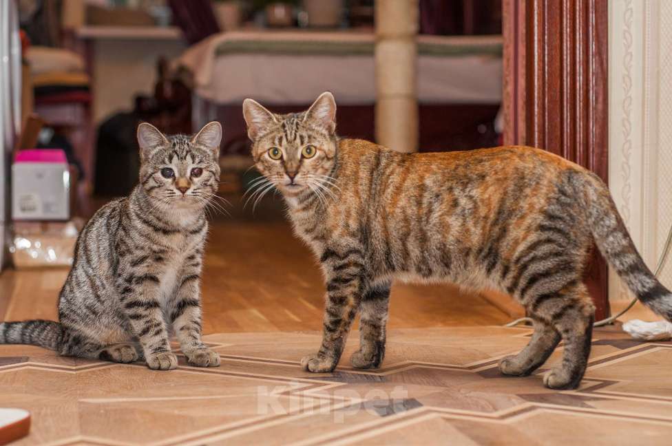 Кошки в Санкт-Петербурге: Тигруша ищет теплый дом и доброе сердце Девочка, Бесплатно - фото 4