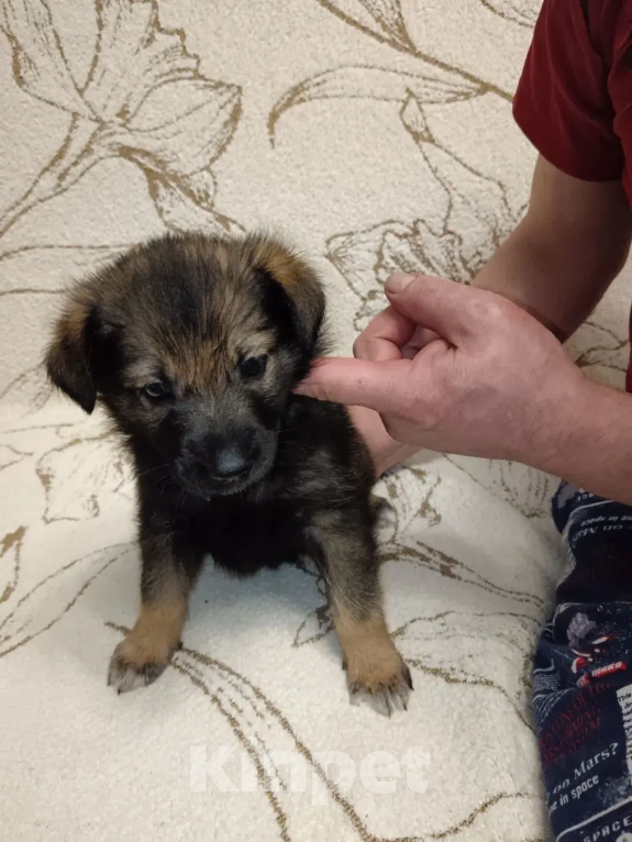 Собаки в Красногорске: Щеночки 1 месяц начинают искать дома Мальчик, Бесплатно - фото 6