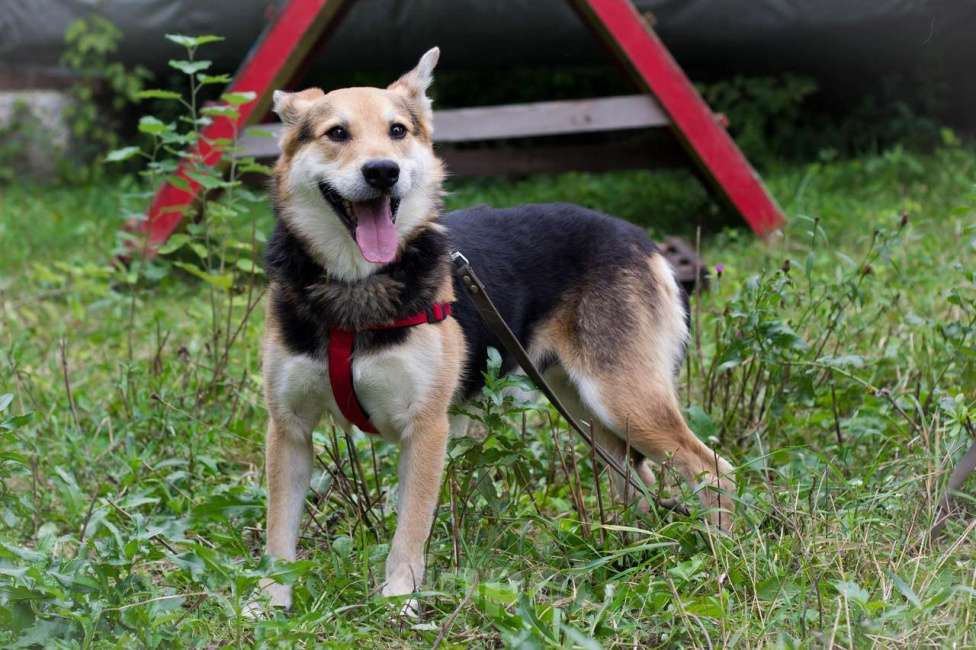 Собаки в Москве: Малыш Мальчик, Бесплатно - фото 2