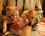Кошки в Красногорске: Отдам котят рыжих Девочка, Бесплатно - фото 7